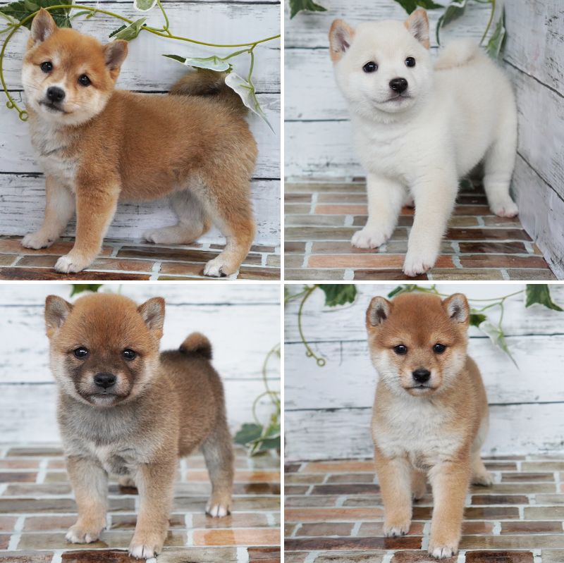 新しく店にやってきた4匹の豆柴の子犬の写真