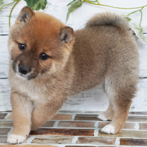 10月7日生まれの赤色の豆柴の男の子♪