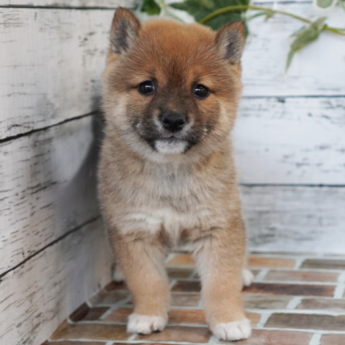 10月7日生まれの赤色の豆柴の男の子♪