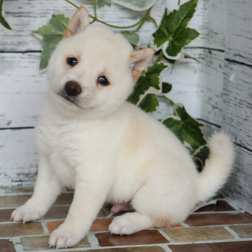 5月3日生まれの白色の小さめの豆柴の男の子♪